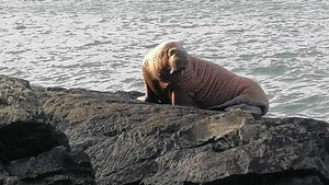 Arctic walrus washes up on rocks at Valentia Island