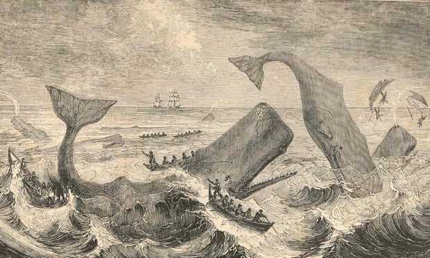 Sperm whales in 19th century shared ship attack information.