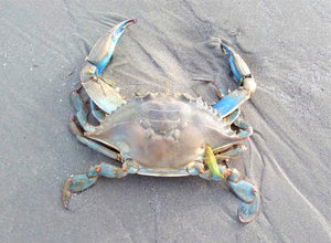 Beach walkers urged to be on alert after invasive blue crab spotted on Irish beach