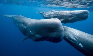 'Bromances' between Male Sperm Whales!!!